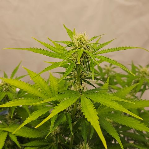 Northern Lights #2 growlog timeline photo