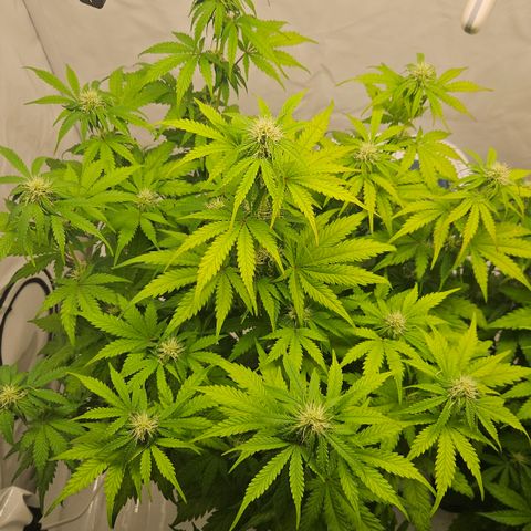 Northern Lights #1  growlog timeline photo