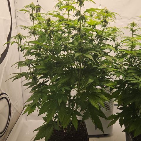 Northern Lights #1  growlog timeline photo
