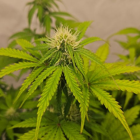 Northern Lights #1  growlog timeline photo