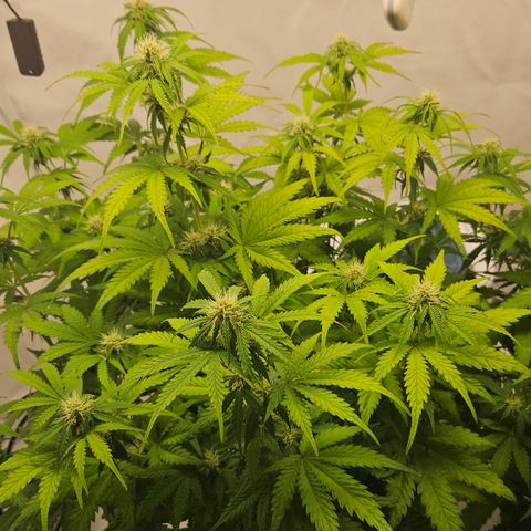 Northern Lights #1  growlog timeline photo