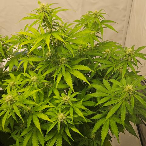 Northern Lights #2 growlog timeline photo