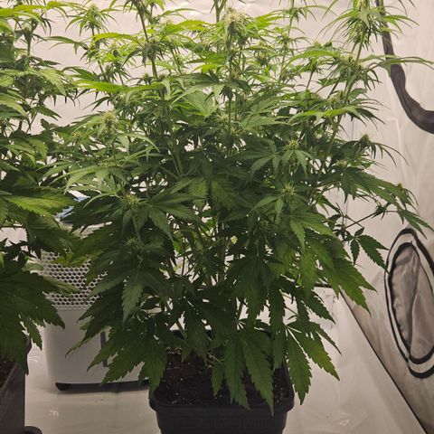 Northern Lights #2 growlog timeline photo
