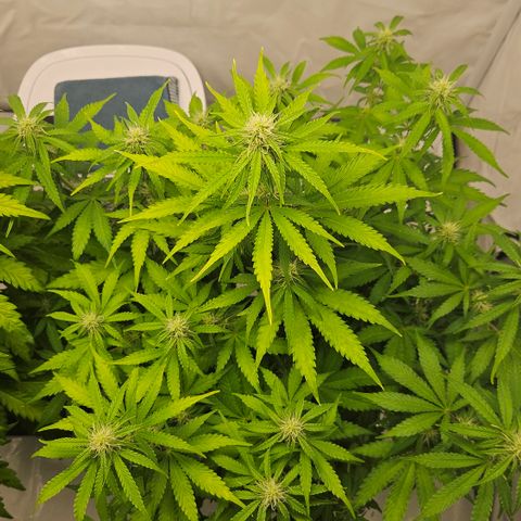Northern Lights #2 growlog timeline photo
