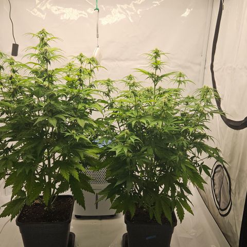 Northern Lights #2 growlog timeline photo