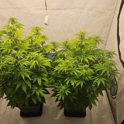 Northern Lights #2 growlog timeline photo