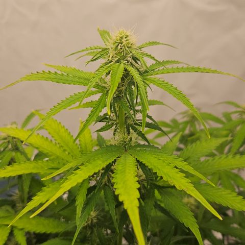 Northern Lights #2 growlog timeline photo