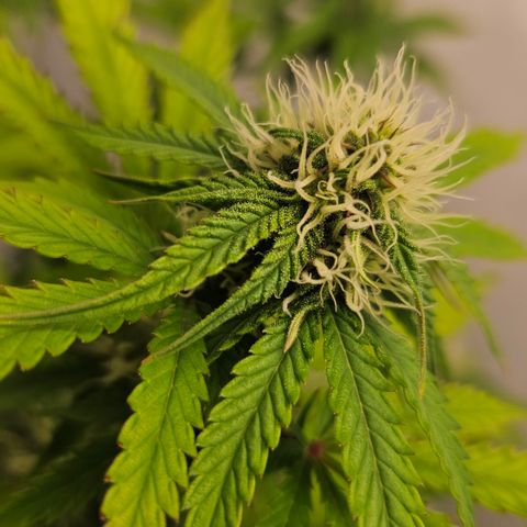 Northern Lights #1  growlog timeline photo