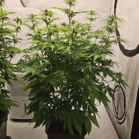 Northern Lights #2 growlog timeline photo