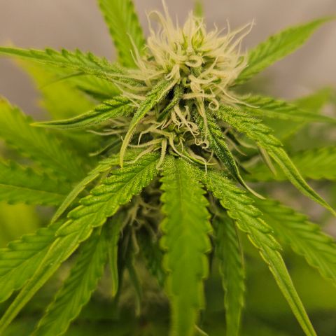 Northern Lights #2 growlog timeline photo