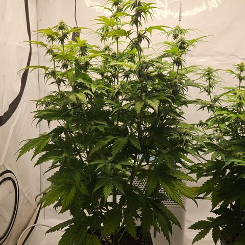 Northern Lights #1  growlog timeline photo