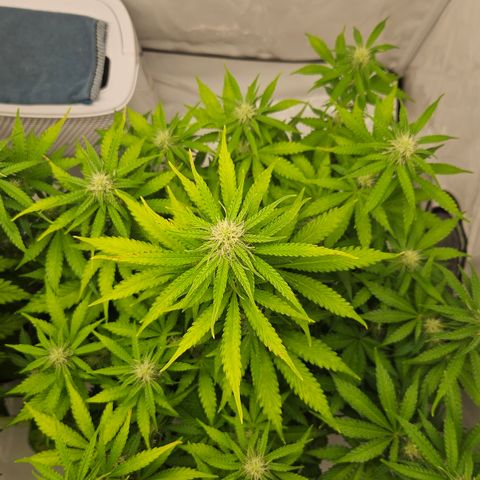 Northern Lights #2 growlog timeline photo
