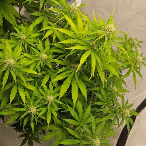 Northern Lights #2 growlog timeline photo