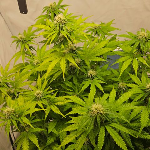 Northern Lights #1  growlog timeline photo