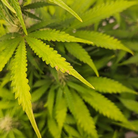 Northern Lights #2 growlog timeline photo