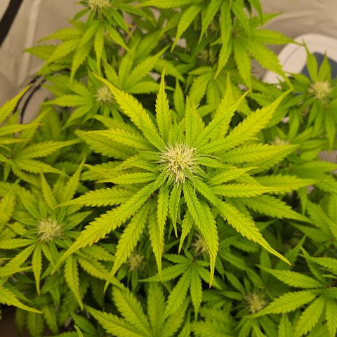 Northern Lights #1  growlog timeline photo
