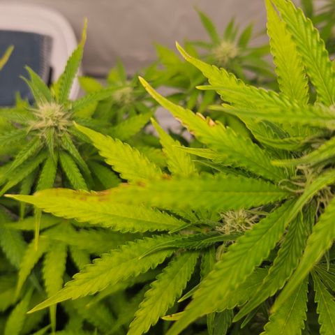 Northern Lights #2 growlog timeline photo