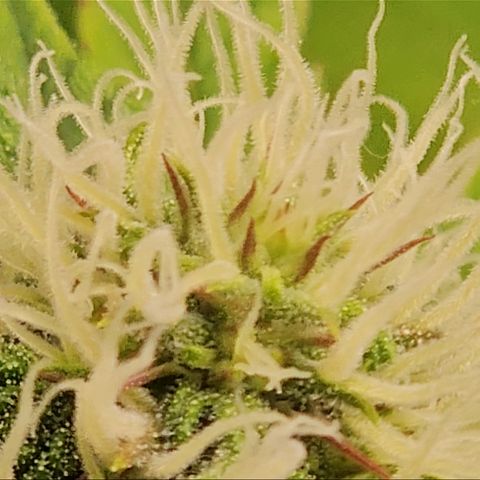 Northern Lights #1  growlog timeline photo