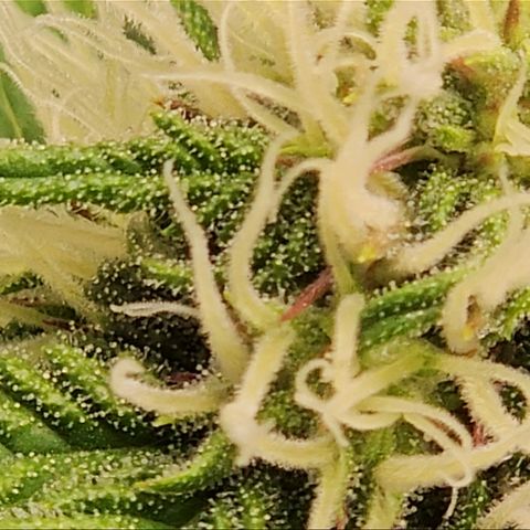 Northern Lights #1  growlog timeline photo