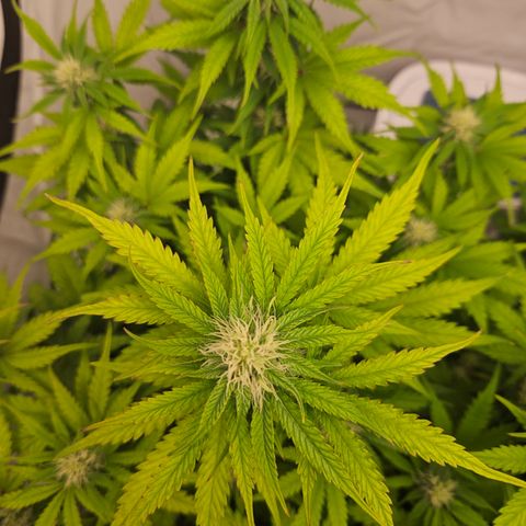 Northern Lights #1  growlog timeline photo