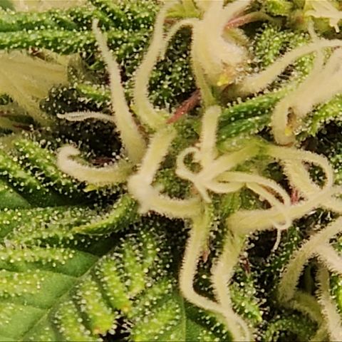 Northern Lights #1  growlog timeline photo