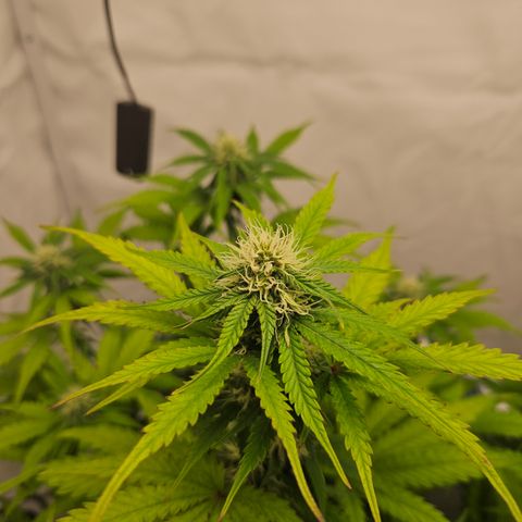 Northern Lights #1  growlog timeline photo