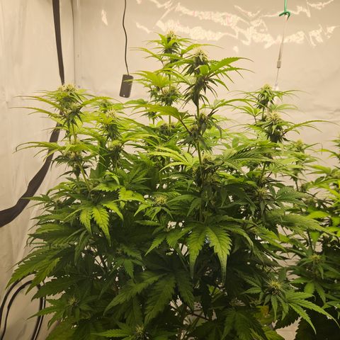 Northern Lights #1  growlog timeline photo