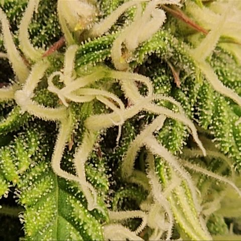 Northern Lights #1  growlog timeline photo