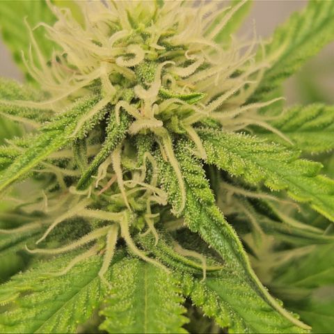 Northern Lights #2 growlog timeline photo
