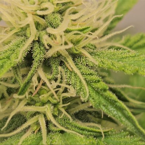 Northern Lights #2 growlog timeline photo