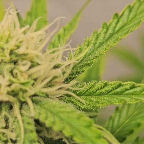Northern Lights #2 growlog timeline photo