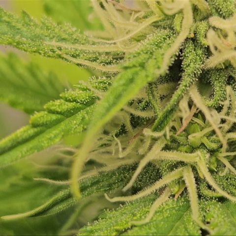 Northern Lights #2 growlog timeline photo