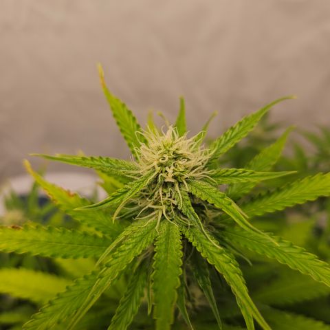 Northern Lights #2 growlog timeline photo