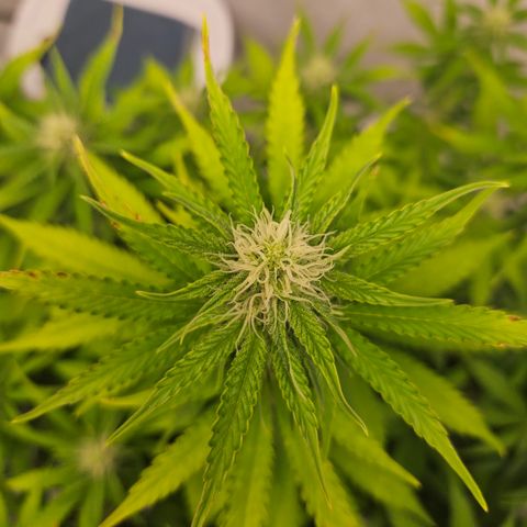 Northern Lights #2 growlog timeline photo