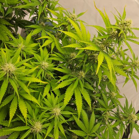 Northern Lights #2 growlog timeline photo