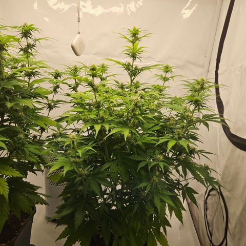 Northern Lights #2 growlog timeline photo