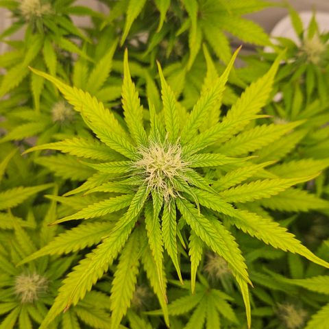 Northern Lights #1  growlog timeline photo