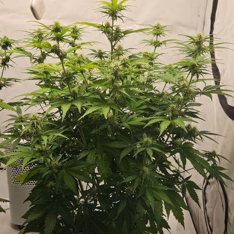 Northern Lights #2 growlog timeline photo