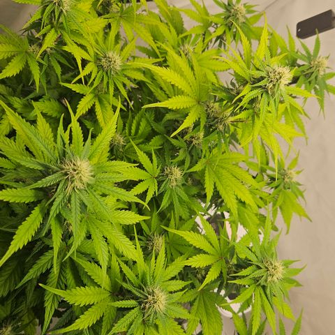 Northern Lights #1  growlog timeline photo