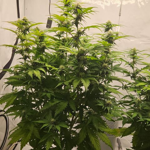 Northern Lights #1  growlog timeline photo