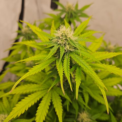 Northern Lights #1  growlog timeline photo