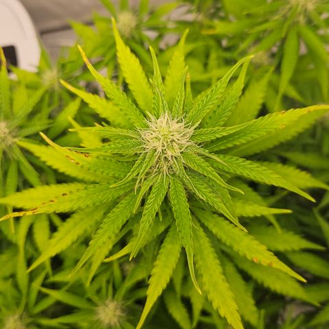 Northern Lights #2 growlog timeline photo