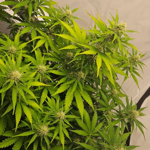 Northern Lights #2 growlog timeline photo