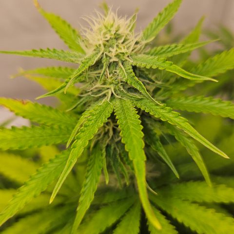 Northern Lights #2 growlog timeline photo