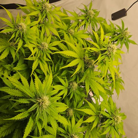 Northern Lights #1  growlog timeline photo