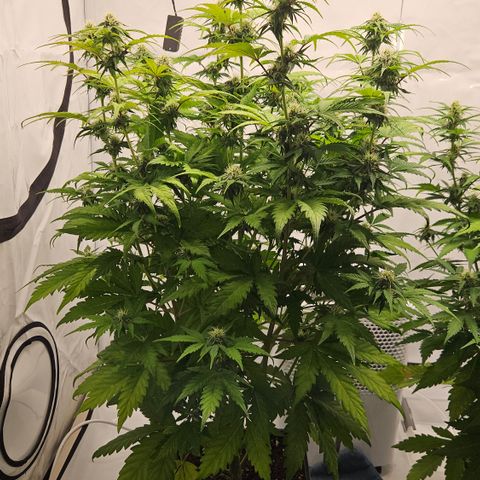 Northern Lights #1  growlog timeline photo