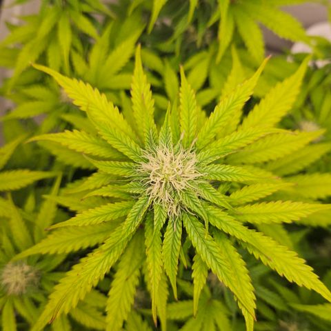 Northern Lights #1  growlog timeline photo