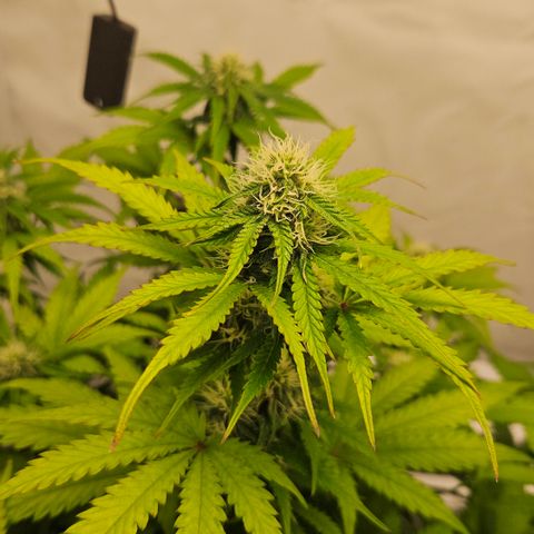 Northern Lights #1  growlog timeline photo