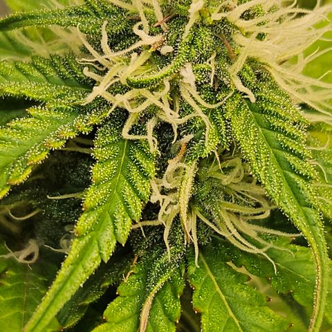 Northern Lights #1  growlog timeline photo