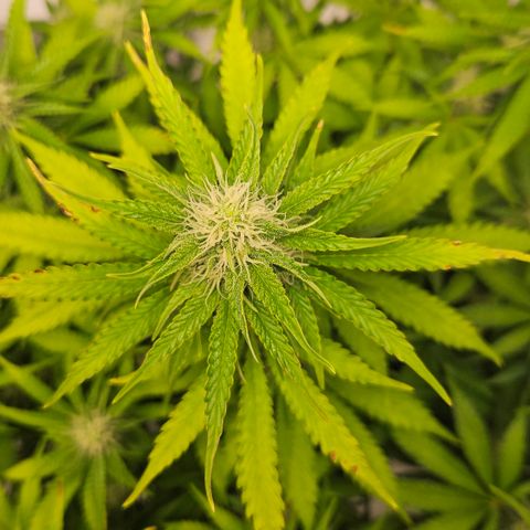 Northern Lights #2 growlog timeline photo